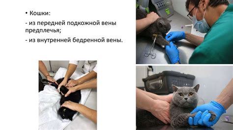 Распространенные цвета крови у животных
