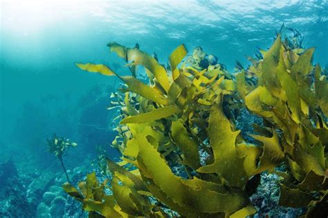 Растения или нет: сложности определения водорослей