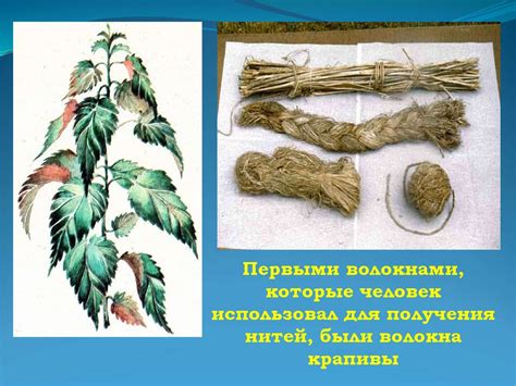 Растительные волокна и их использование в бумагопроизводстве
