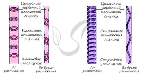 Растяжение сосудов