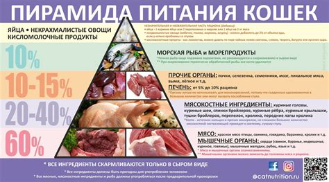 Расширение рациона кошек: куриные кости