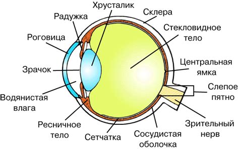Расширение судорог и кровоснабжения глаз