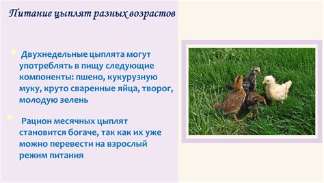 Рациональное питание цыплят