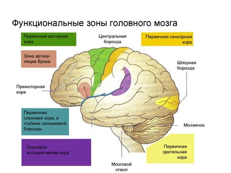 Реакция на чувствительные зоны