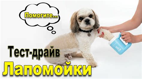 Реакция собаки на непривычное действие