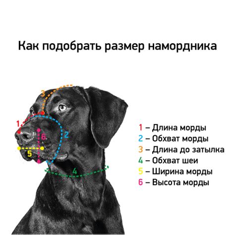 Регулировка размера намордника на собаке