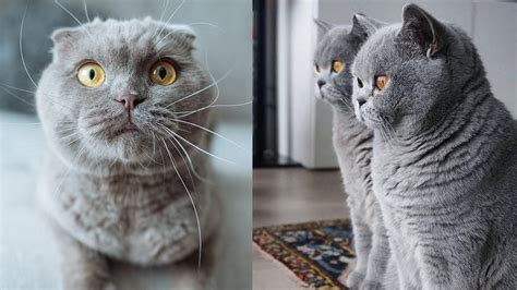 Регулярная гигиена шотландского котенка