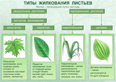 Регулярный полив: основное условие для пушистых листьев