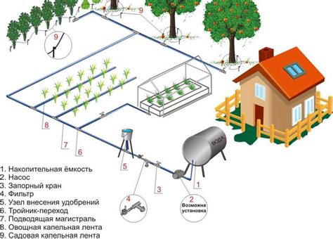 Регулярный полив и подкормка для обеспечения питания