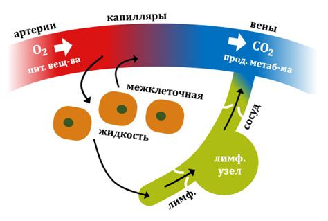 Регуляция внутренней среды организма