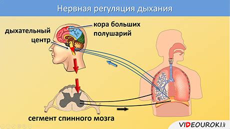 Регуляция дыхания и улучшение работы легких
