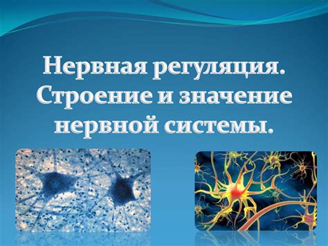 Регуляция нервной системы и антистрессовое действие
