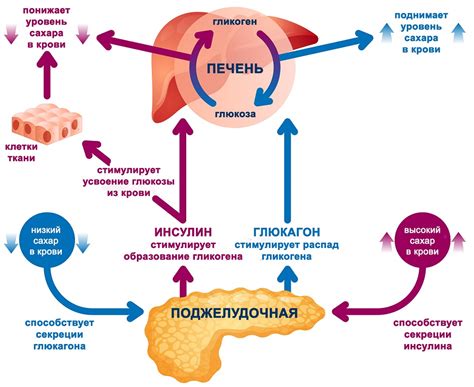 Регуляция уровня сахара в крови организмом