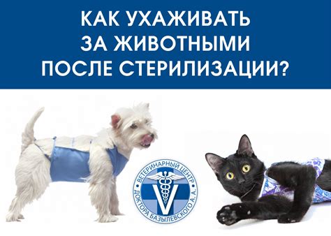 Рекомендации перед и после кастрации