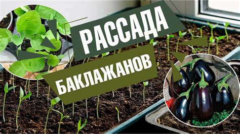 Рекомендации по выбору и покупке двухкнопочного слива