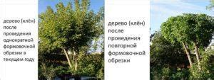 Рекомендации по обрезке туей