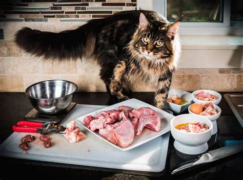 Рецепты домашних вкусняшек для кошек