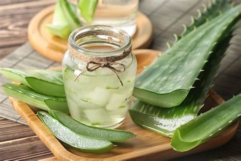 Рецепты приготовления алоэ для употребления внутрь