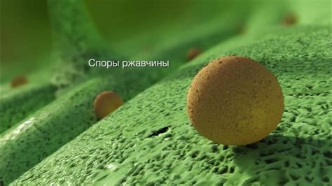 Ржавчина: причины и последствия