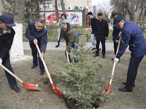 Риски и проблемы при посадке елок возле дома