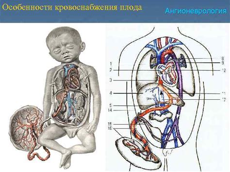 Риск снижения кровоснабжения плода