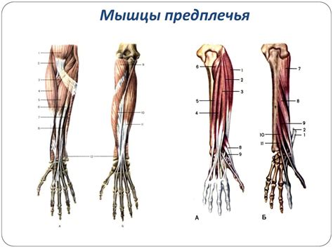 Рисование формы предплечья и плеча