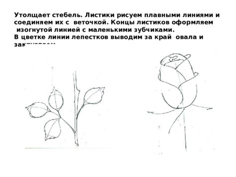 Рисуем стебель и лепестки