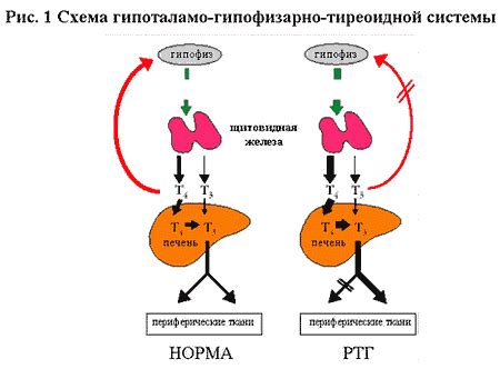 Ролевой прививки тиреоидным гормонам