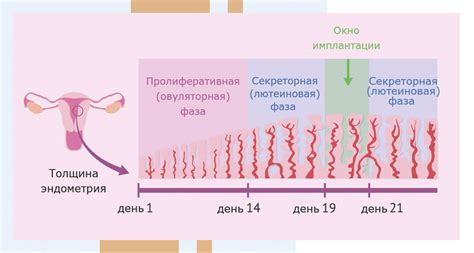 Ролевые изменения гормонов при соблюдении диеты