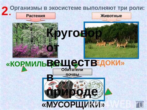 Роли в экосистеме