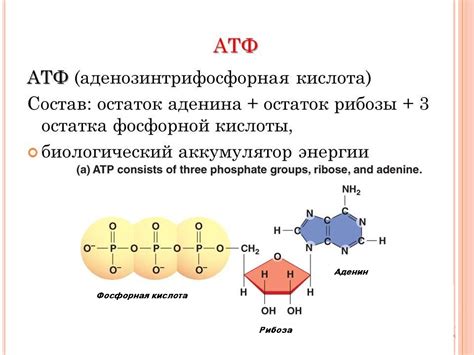 Роль АТФ в мозге