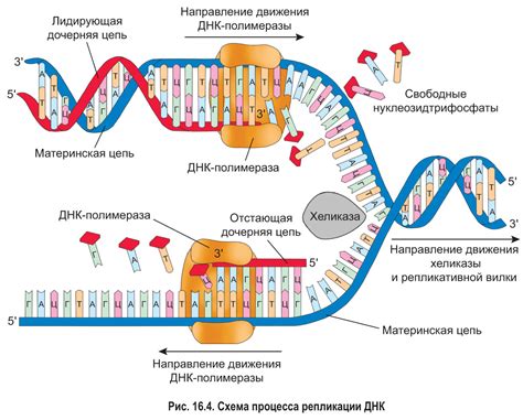 Роль ДНК в биологии