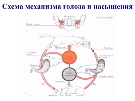 Роль ацетиловой кислоты в регуляции пищевого поведения