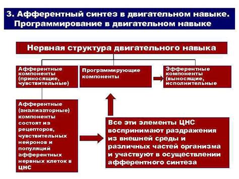 Роль в двигательном процессе