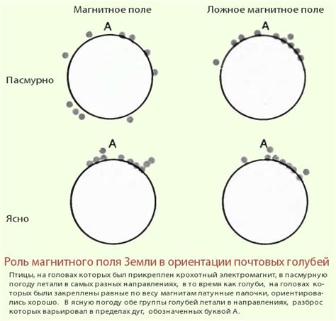 Роль генетики в ориентации голубей