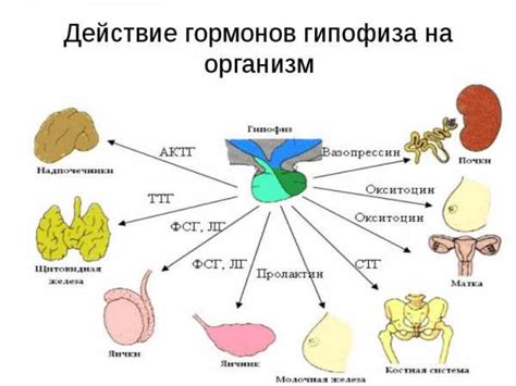 Роль гормонов в осенней апатии