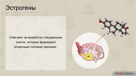 Роль гормонов в росте усов и бороды