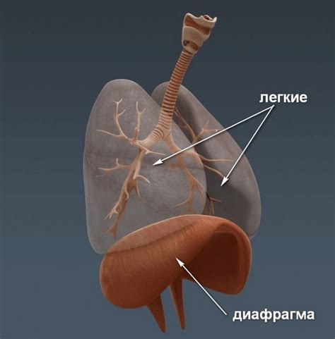 Роль диафрагмы в организме человека
