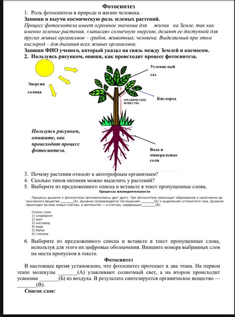 Роль зеленых растений в космической значимости