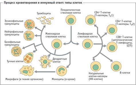 Роль иммунитета