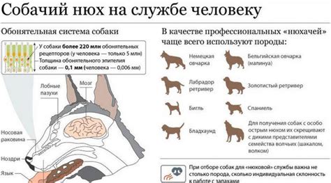 Роль инстинкта и маркировка территории