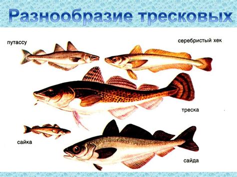 Роль ласки в экосистеме Ленинградской области