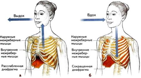 Роль легких в процессе дыхания