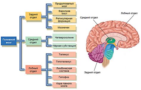 Роль мозга в восприятии звуков