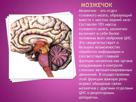 Роль мозжечка в организме человека