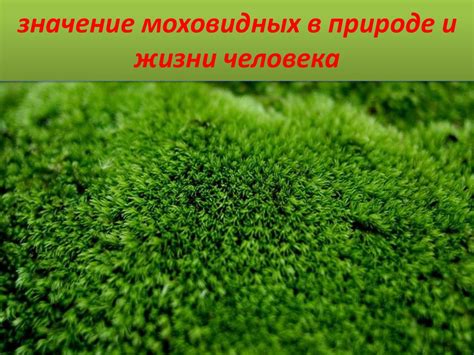 Роль моховидных растений в экосистеме