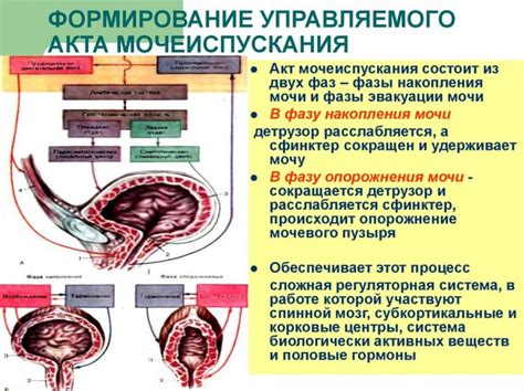 Роль мочевого пузыря в организме человека