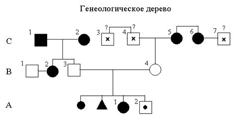 Роль наследственности в формировании тонких ног