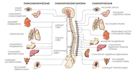 Роль нервной системы в возникновении икоты при курении