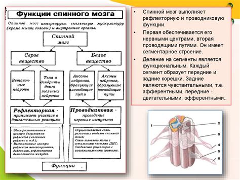 Роль нервной системы в формировании пульса и давления